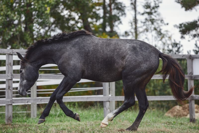 Equine Fence Installation in Pearland, TX