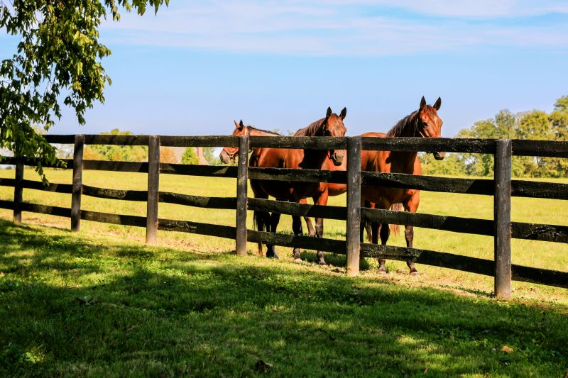 Horse Paddock Installation in Pearland, TX